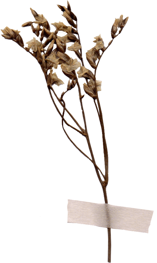 drief flowers